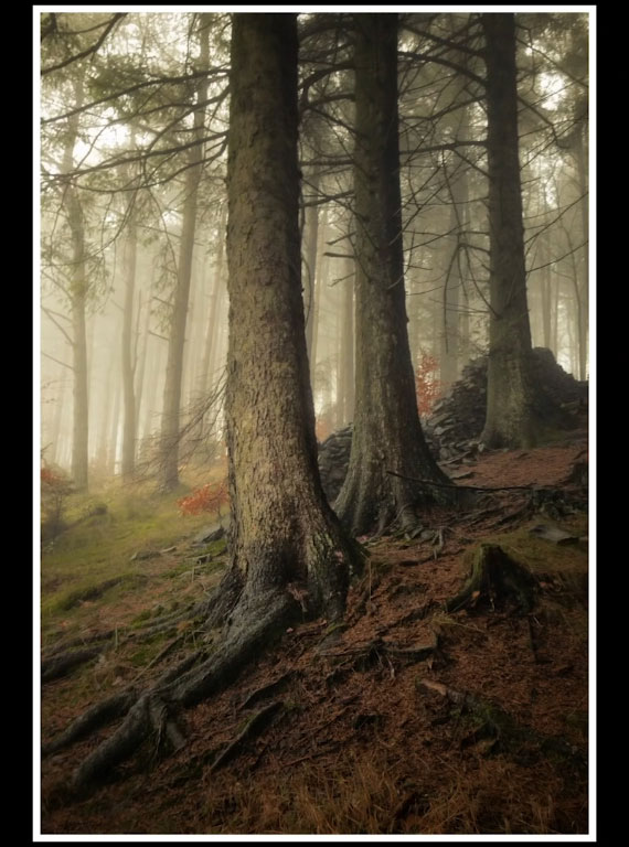 trees in the woods