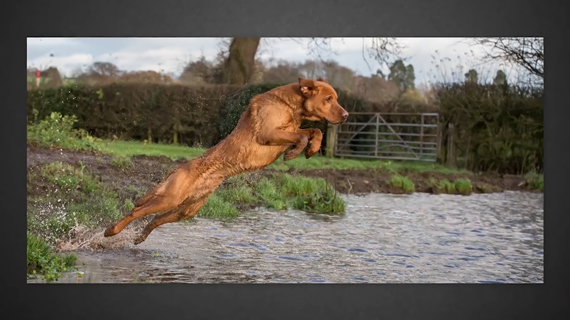 photograph of a dog jumping