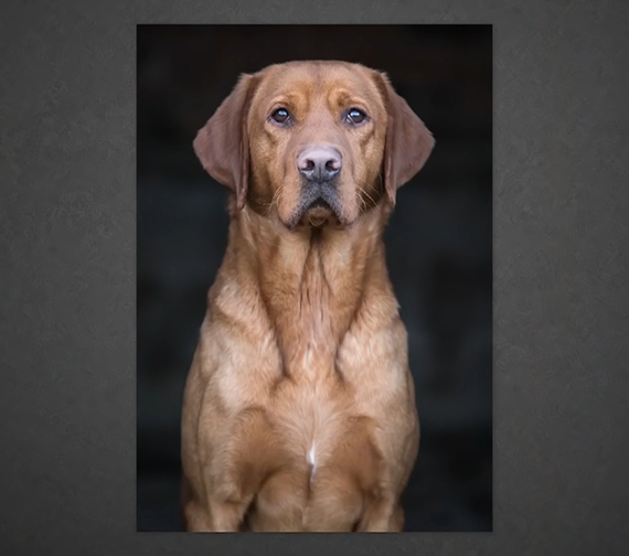 dog posed for portrait with some treats