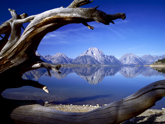 dead log used to frame landscape when composing