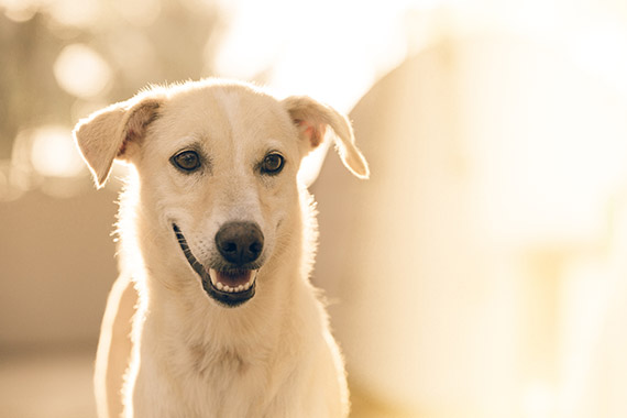 pet photography natural light