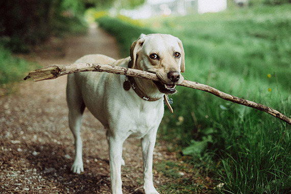 playful pet photo