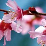 Spring Photography Tips