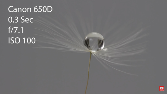 water drop on dandelion clock