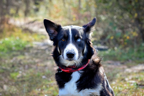 dog portrait attention