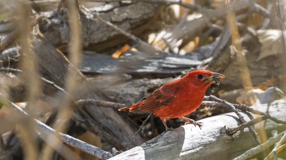 bird photography with bird off the center