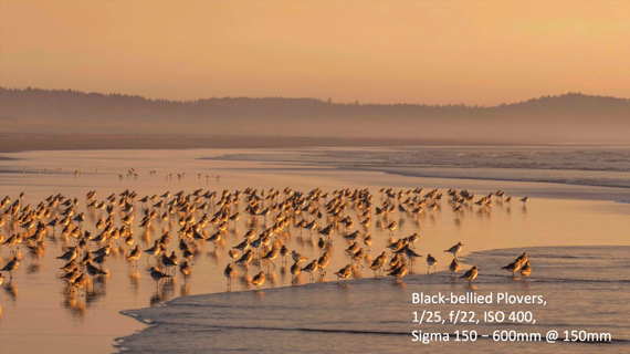 black bellied plovers tom mangelson bird photography