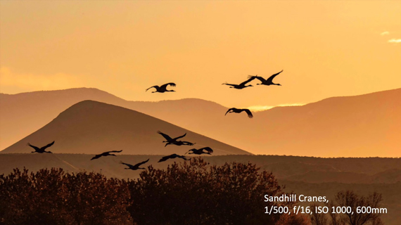 frans lanting depth in bird photography