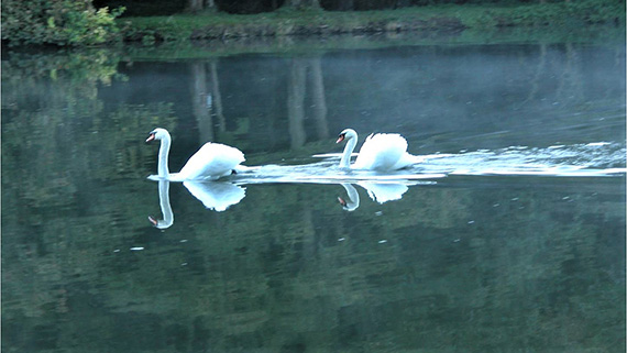 swans