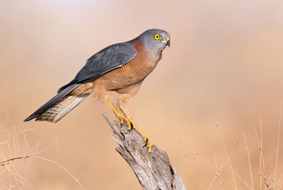 bird with distant background