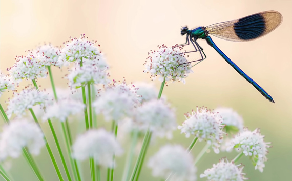 macro photo of a dragonfly with context