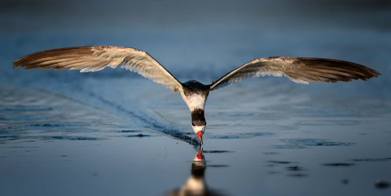 focusing a bird flying towards the camera