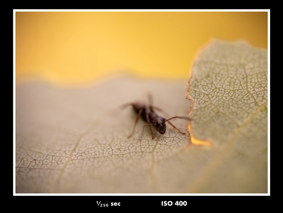 natural light macro photo of ant