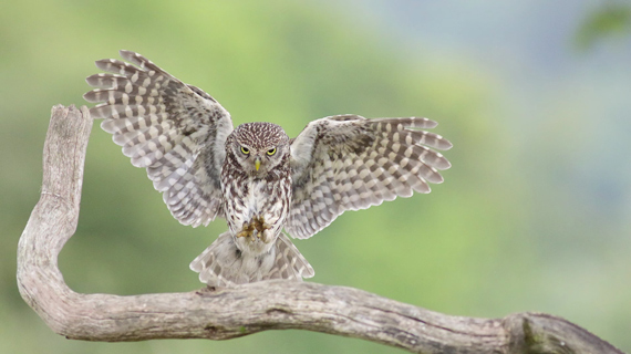 owl perching photographed with manual focus