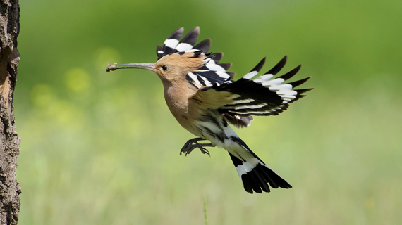 bird flying into nest hole photographed with manual focus