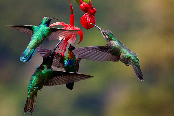 hummingbird photography tumblr