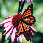 Butterfly Photography Tips and Techniques