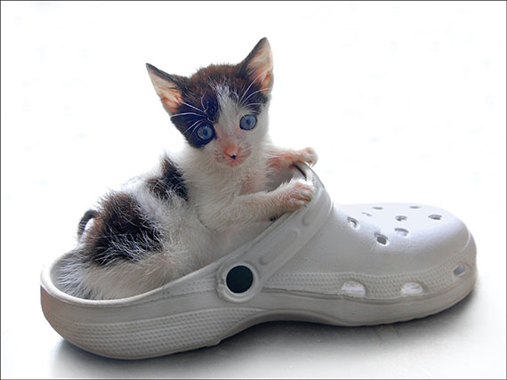 backlit kitten in shoe photo mistake