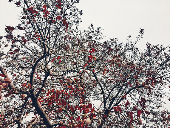 interesting shapes and colors in foreground on snowy day