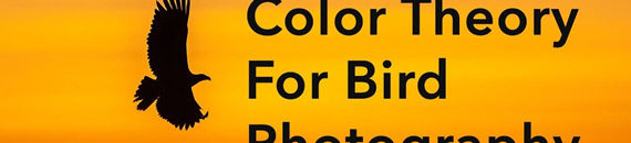 Improving Bird Photography with Color Theory