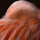 Interesting Photo of the Day: Eye of the Flamingo