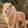 Interesting Photo of the Day: Majestic White Lion