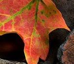 Autumn Leaves Macro Photography Tips