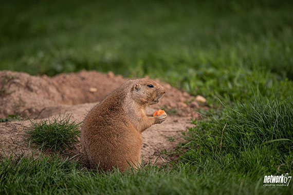 wild animal photo guide