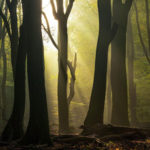 Interesting Photo of the Day: Sunlight Through Forest