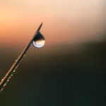 Adding Dew Drops to Enhance Macro Photography