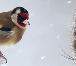 Bird Photography Tips in Rain & Snow