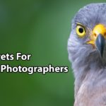 Wildlife Photography: 10 Pro Tips