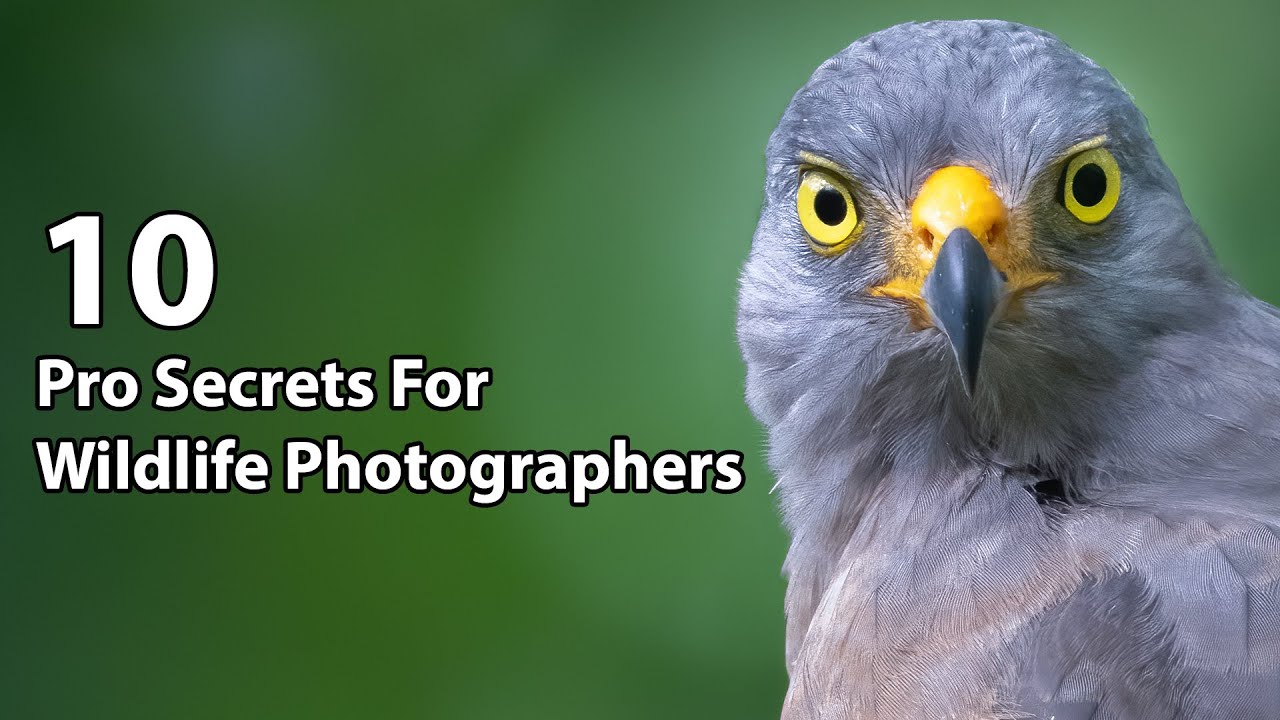 Wildlife Photography: 10 Pro Tips