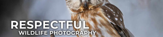 How to Photograph Wildlife Without Disturbing It