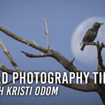 Top 5 Bird Photography Tips From a Pro