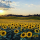 Interesting Photo of the Day: Sunflower Sunset