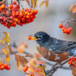 Beginner Tips for Photographing Birds