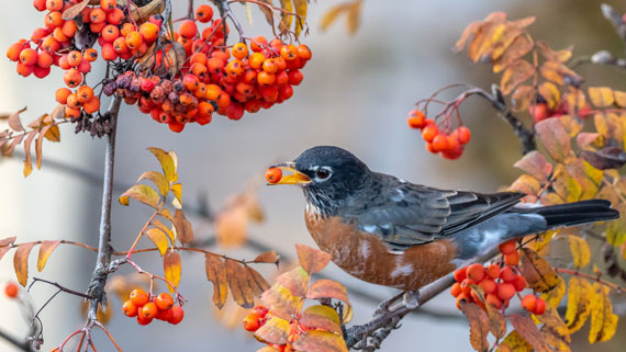 bird photograph