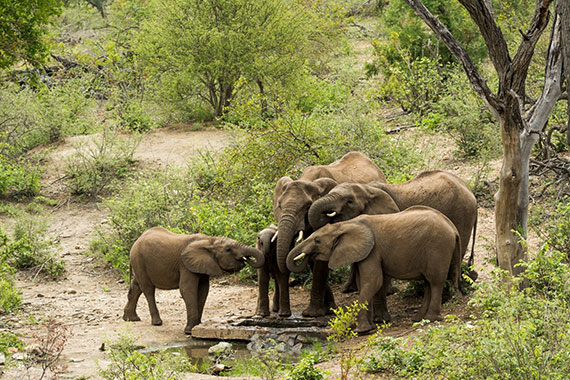 elephants uncropped