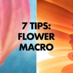 Flower Photography: 7 Macro Tips