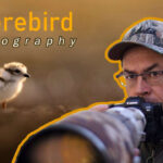 Shorebird Photography Tips