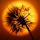 Interesting Photo of the Day: Dandelion Sunset