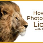 Lion Photography Tips