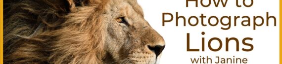 Lion Photography Tips