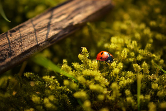 moss macro photo