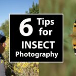 How to Photograph Insects