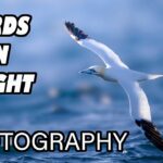 Birds in Flight Photography Tutorial