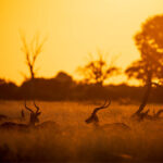 Wildlife Photography Tips at Sunrise