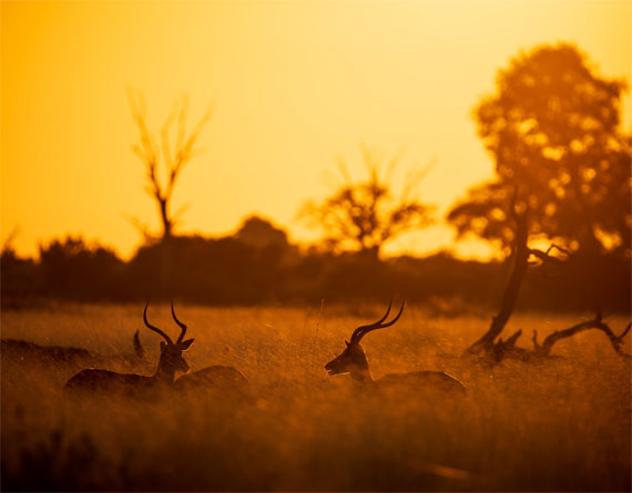 sunrise wildlife