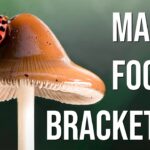 Macro Focus Bracketing and Lighting Tutorial